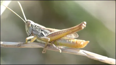 Quel est cet animal ?