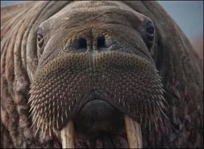 Quel est cet animal ?