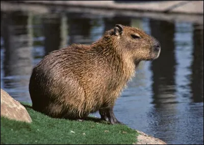 Quel est cet animal ?