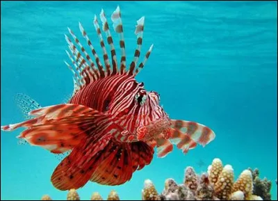 Quel est cet animal ?