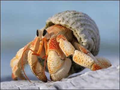 Quel est cet animal ?