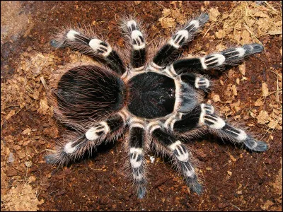 Quel est cet animal ?