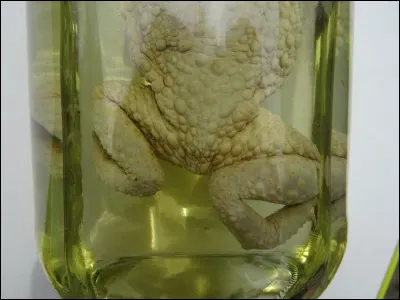 Vous avez de la pâte ? Vous avez du sucre ? Avec la pâte, vous faites une crêpe et vous mettez du sucre dessus !