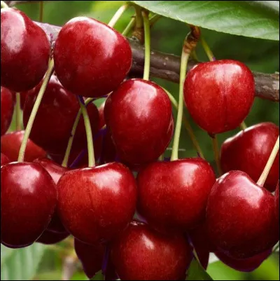 Quel mot désigne à la fois la malchance et une variété de cerise ?