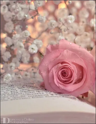 "Et rose elle a v&eacute;cu de que vivent les roses" sont des c&eacute;l&egrave;bres vers de Malherbe. Quel &eacute;tait son pr&eacute;nom ?