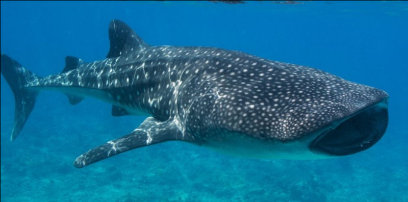 Quel est ce grand animal marin ?