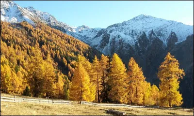 Parfois appelé ''pin de Briançon'', ce conifère d'Europe perd ses aiguilles. C'est...