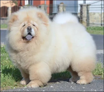 Quelle race de chien apercevons-nous ici ?