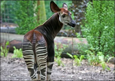L'animal que nous apercevons ici est un okapi.