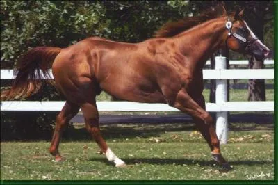 Comment faire avancer un cheval ?