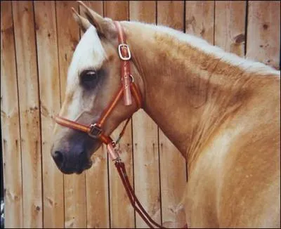 Qu'est-ce qu'un cheval prfre aprs sa reprise ?