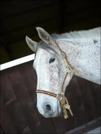 Quand un cheval ne veut pas que vous passiez du ct droit de peur que vous le montiez, que faire ?