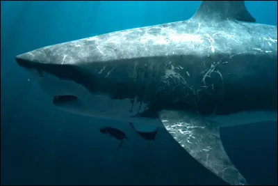 À quelle famille appartient-il ?