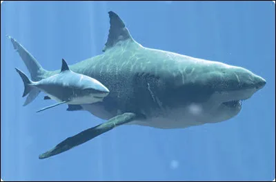 Où les jeunes vivaient-ils ?