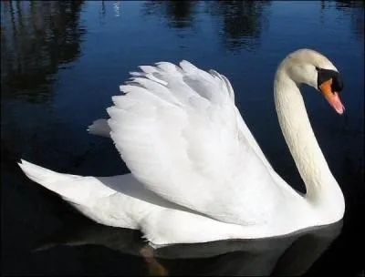 Quand il crie, le cygne ...