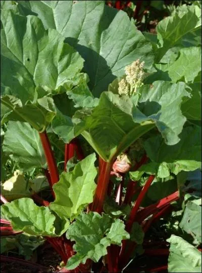 Quelle est la plante dont les feuilles ne sont pas comestibles ?