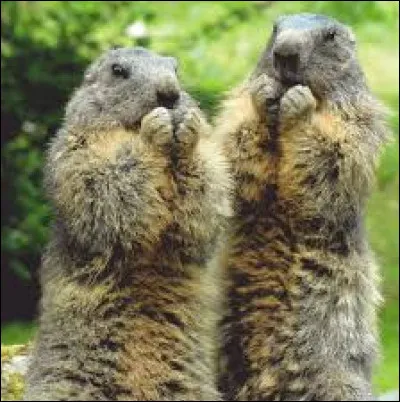 Quel animal préfères-tu ?