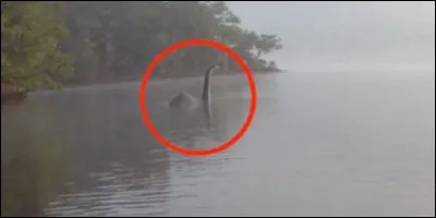 Quand débutent les premières recherches sérieuses consistant à trouver des preuves de l'existence de Nessie ?