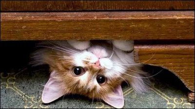 Mettez un S &agrave; la place du T dans ce nom d'animal et vous obtenez ...