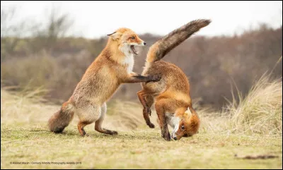 Dans le film "Pinocchio" de Disney, comment s'appelle le personnage correspondant &agrave; cette photo ?