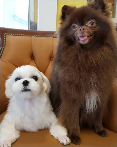 Comment s'appellent les chiens de Jennie ?