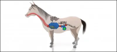 Quelles sont les 3 parties du cheval ?