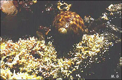 Ne fait pas l'affaire des banquiers, c'est le...