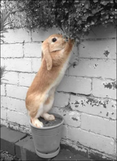 Dans quelle fable lit-on "Un souffle, une ombre, un rien, tout lui donnait de la fièvre" ?