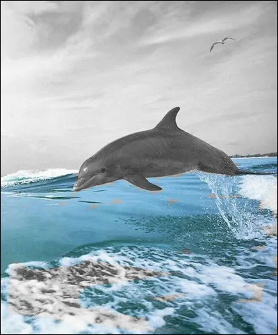 Quel cétacé est aussi appelé "souffleur" ?