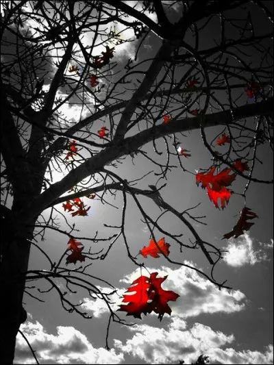 Quel vent sec et chaud, de secteur sud, souffle sur les Alpes du Nord ?