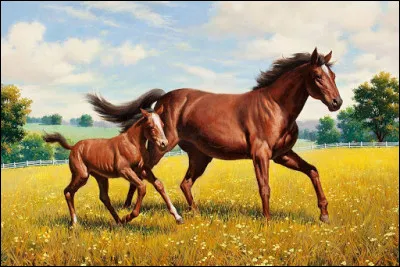 Après combien de mois de gestation la jument met-elle bas ?