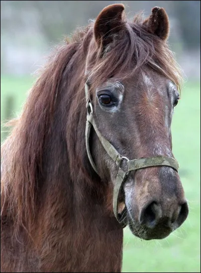 Quel âge avait Old Billy, le plus vieux cheval du monde ?