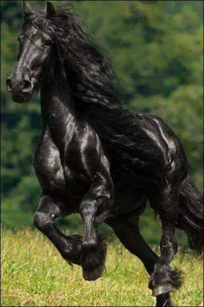 Combien de muscles possède-t-il ?