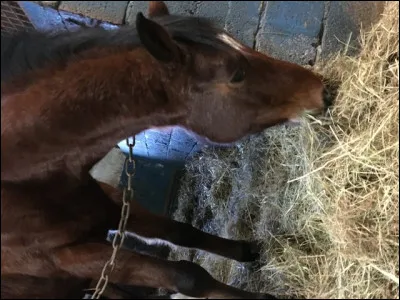 Si le cheval a les poils marron et les crins noirs alors il est :