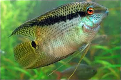 Quel est le nom scientifique du cichlidé drapeau ?