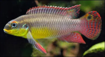Quel est le nom commun du Pelvicachromis taeniatus ?