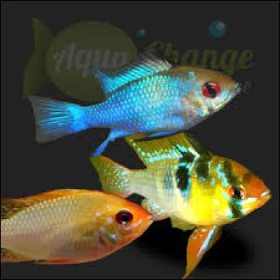 Quel est le nom commun de l'Apistogramma ramirezi ?