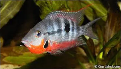 Quel est le nom scientifique du cichlidé à gorge de feu ?
