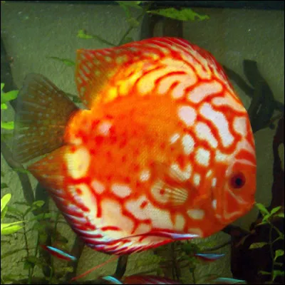 Quel est le nom commun du Symphisodon discus ?