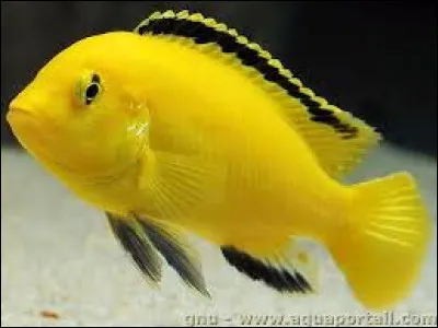 Quel est le nom commun du Labidochromis caerulus ?