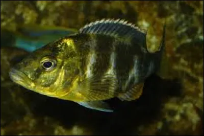 Quel est le nom scientifique du venustus ?