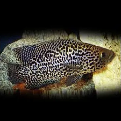 Quel est le nom commun du Cichlasoma managuense ?