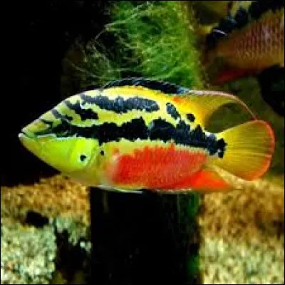 Quel est le nom commun du Cichlasoma salvinii ?