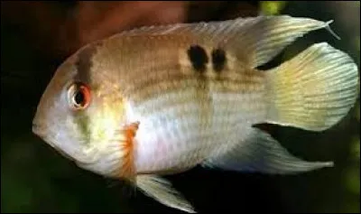 Quel est le nom scientifique du maroni ?