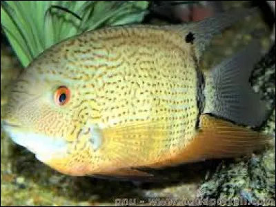 Quel est le nom commun de l'Heros severus ?