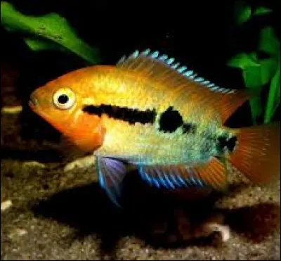 Quel est le nom scientifique du Cichlidé arc-en-ciel ?