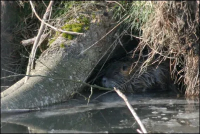 Si je vous dis qu'un animal se cache sur cette photo, vous pouvez me croire !