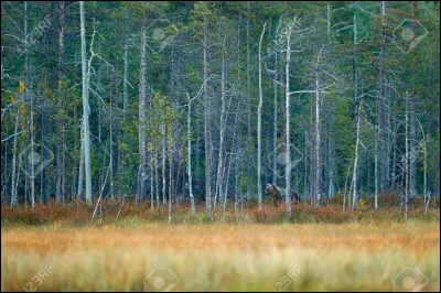 Et pour finir, découvrez l'animal !
