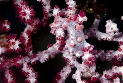 Que voyez-vous sur cette photo ?