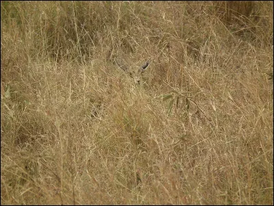 L'animal se cache sur la photo !